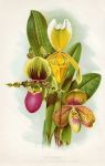 Cypripediums (orchids), 1900