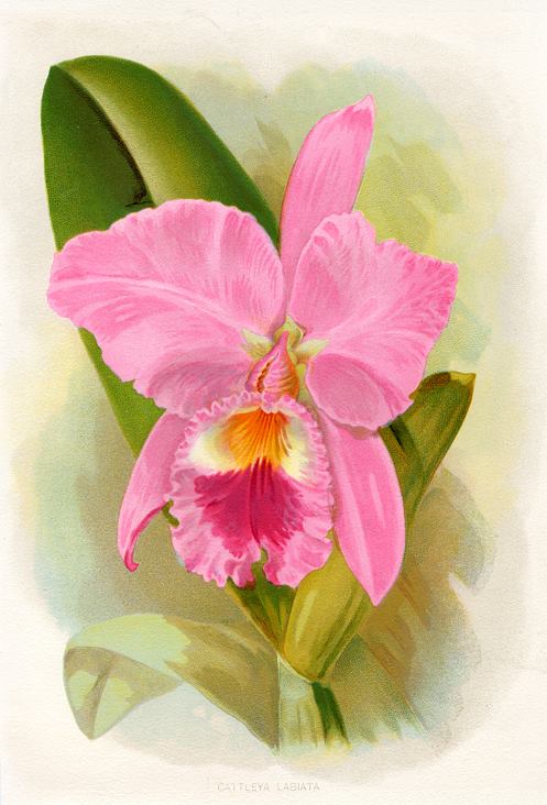 Cattleya Labiata, 1900