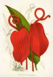 Anthurium Scherzerianum (flamingo flower), 1900