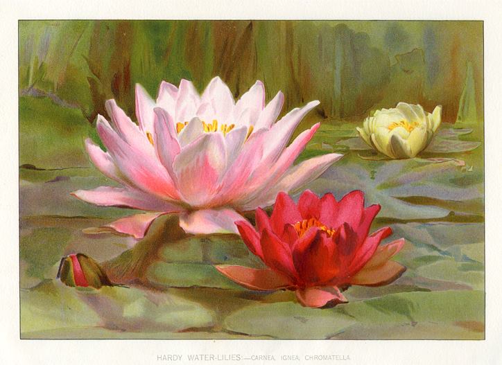 Hardy Water Lilies, 1900