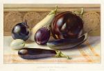 Aubergines or Egg Fruits, 1900