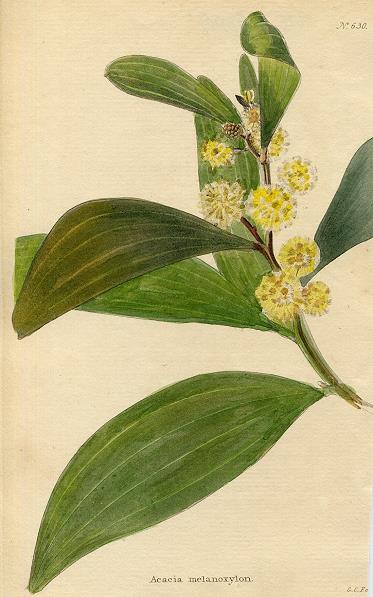 Acacia melanoxylon, 1822