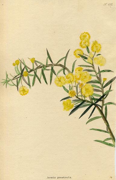 Acacia prostrata, 1822