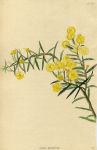 Acacia prostrata, 1822