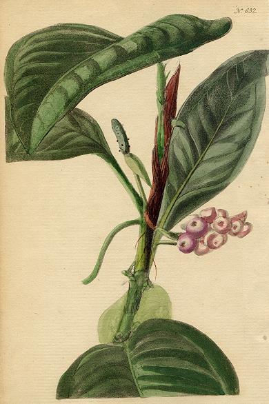 Pothos violacea, 1822