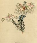 Erica odorata, 1822