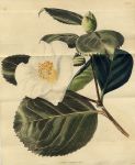 Camellia japonica alba, 1822