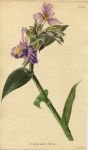 Tradescantia cristata, 1822