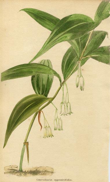 Convallaria oppositifolia, 1822