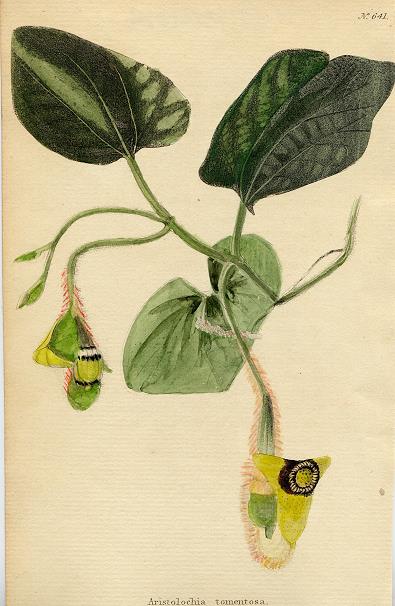 Aristolochia tomentosa, 1822