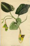 Aristolochia tomentosa, 1822