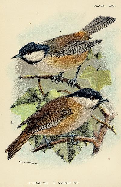 Coal Tit & Marsh Tit print, 1896