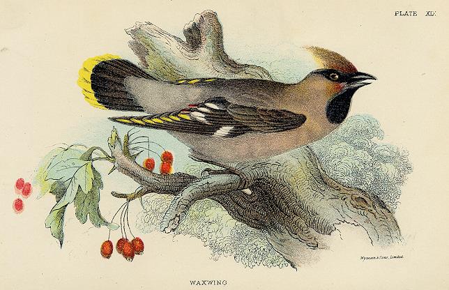 Waxwing print, 1896