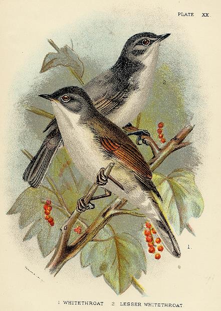 Whitethroat & Lesser Whitethroat print, 1896