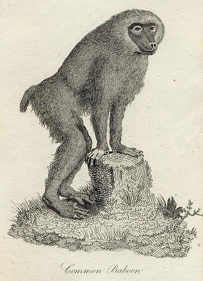 Common Baboon, 1801