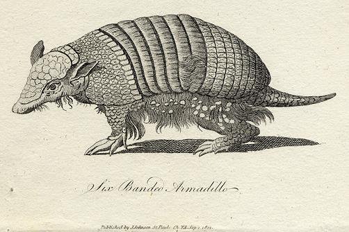 Six Banded Armadillo print, 1801