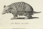 Six Banded Armadillo print, 1801