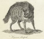 Striped Hyena print, 1801