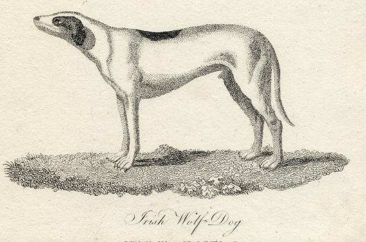 Irish Wolfhound print, 1801