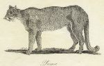 Puma print, 1801