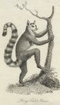 Ring Tailed Lemur print, 1801