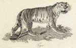 Tiger print, 1801