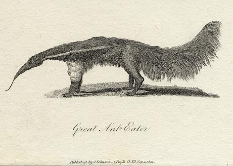 Great Anteater print, 1801