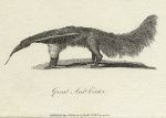 Great Anteater print, 1801