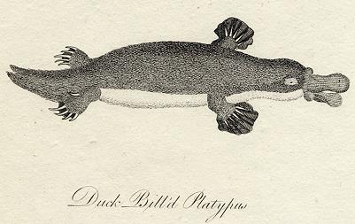 Duck Billed Platypus print, 1801