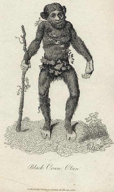 Black Orangutan print, 1801