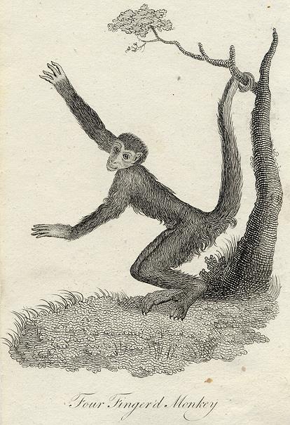 Four Fingered Monkey print, 1801