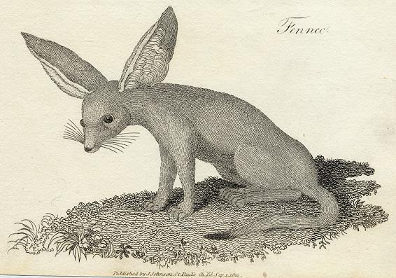 Fennec print, 1801