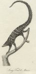 Long-tailed Manis print, 1801