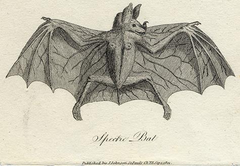 Spectre Bat print, 1801