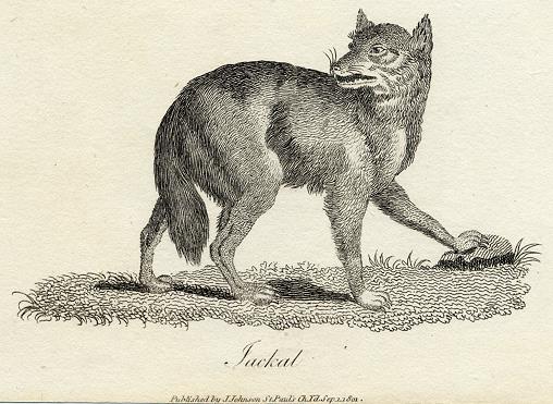 Jackal print, 1801