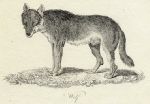 Wolf print, 1801