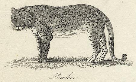 Panther print, 1801