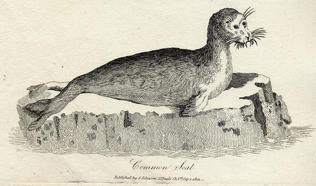 Common Seal print, 1801