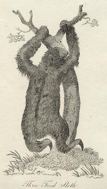 Three-Toed Sloth print, 1801