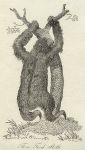 Three-Toed Sloth print, 1801