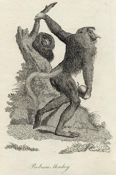 Proboscis Monkey print, 1801