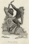 Proboscis Monkey print, 1801