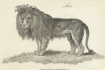 Lion print, 1801