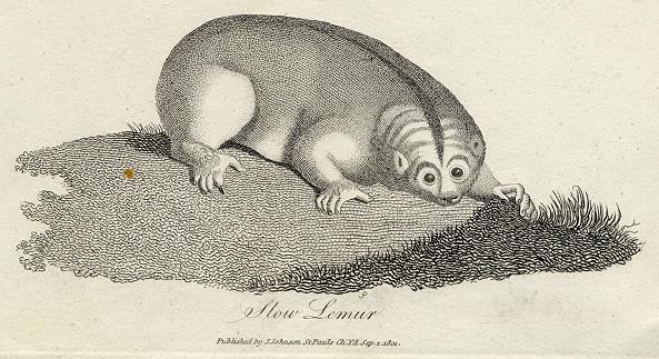 Slow Lemur print, 1801