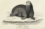 Arche Walrus print, 1801