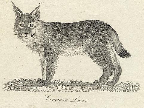 Common Lynx print, 1801