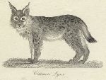 Common Lynx print, 1801