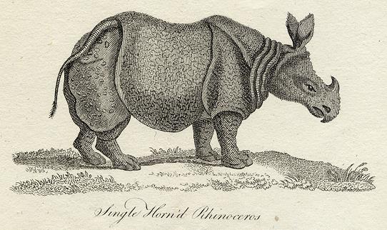 Single Horned Rhinoceros print, 1801