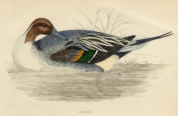 Pintail print, 1867