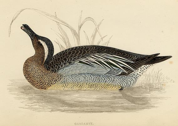 Garganey print, 1867